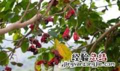 凤眼果是寒性还是热性的 凤眼果的营养成分介绍