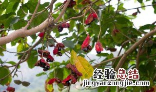 凤眼果是寒性还是热性的 凤眼果的营养成分介绍