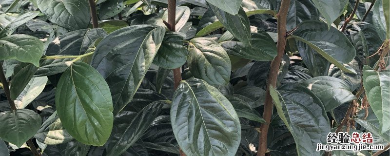 黑柿子种植前景如何 黑柿子适合哪里种植