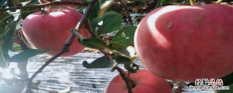 鲁丽苹果种植技术 鲁丽苹果种植密度