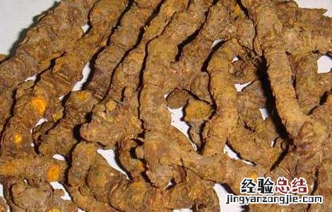 黄连的产地分布 黄连分布地区