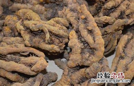 黄连的产地分布 黄连分布地区