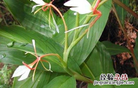 草果的繁殖方法 草果繁殖方式
