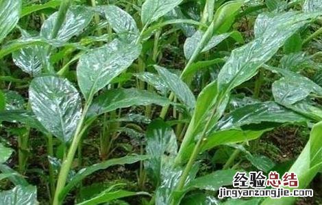 草果的繁殖方法 草果繁殖方式