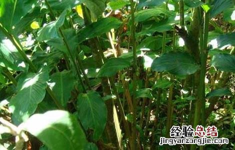 草果的繁殖方法 草果繁殖方式