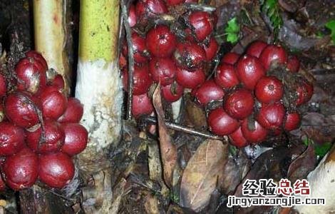 草果出产地 草果的产地分布
