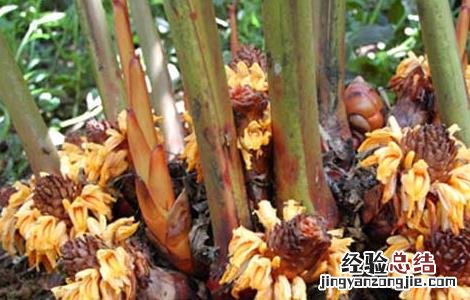 草果出产地 草果的产地分布