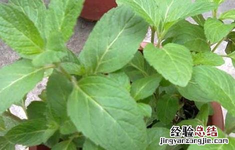 薄荷的种植时间 薄荷的种植时间及栽培方法