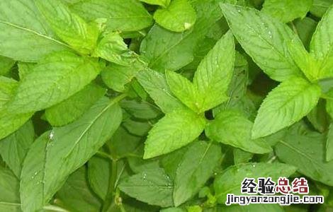 薄荷的种植时间 薄荷的种植时间及栽培方法