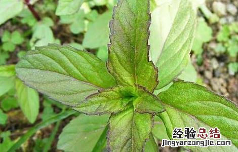 薄荷的种植时间 薄荷的种植时间及栽培方法