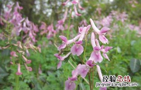 延胡索病虫害防治技术