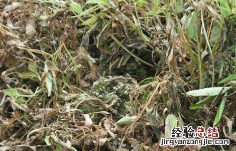 延胡索病虫害防治技术