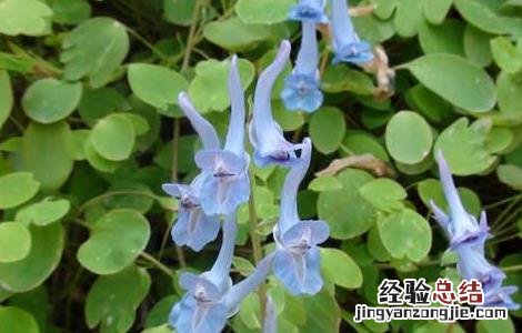 延胡索病虫害防治技术