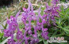延胡索病虫害防治技术