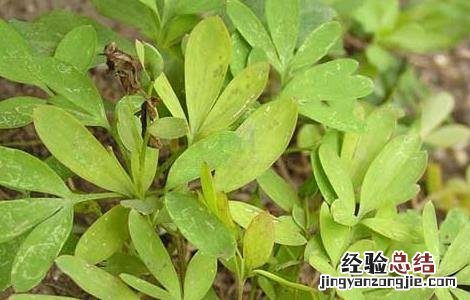 延胡索的种植前景