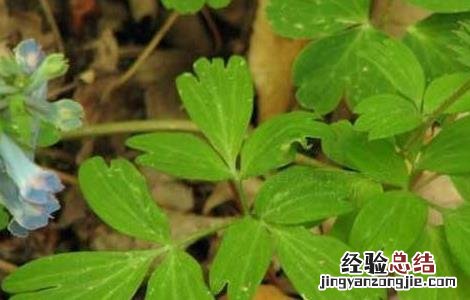 元胡的产地分布