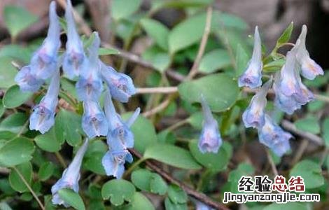 元胡的产地分布