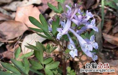 元胡的产地分布