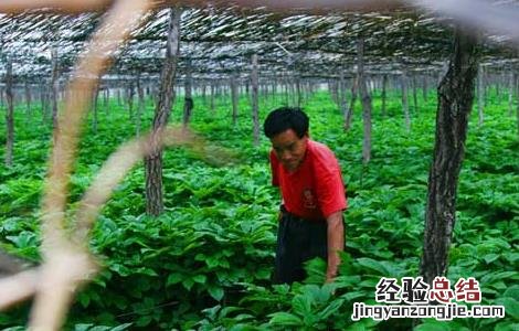 西洋参的种植前景怎么样 西洋参的种植前景