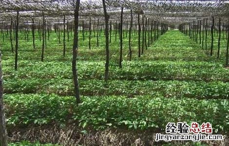 西洋参的种植前景怎么样 西洋参的种植前景