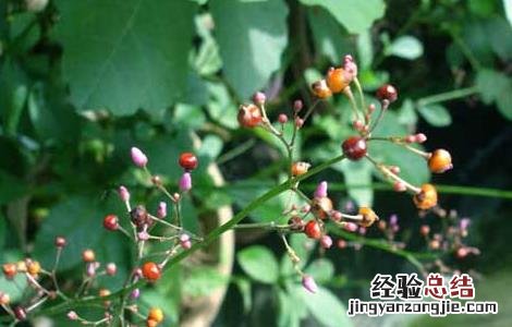 西洋参的产地分布 西洋参的产地分布地图