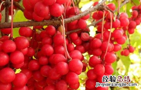 五味子的产地分布 五味子的主要产区