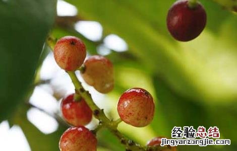 五味子的产地分布 五味子的主要产区