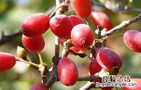 山茱萸种子催芽方法 山茱萸种子催芽方法图片