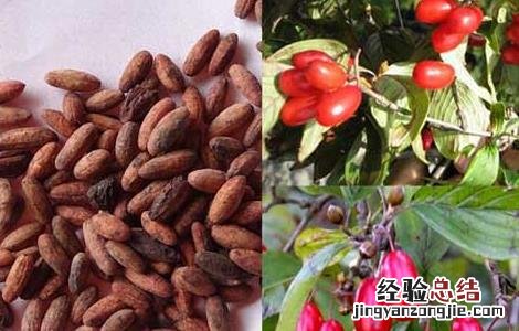 山茱萸种子催芽方法 山茱萸种子催芽方法图片