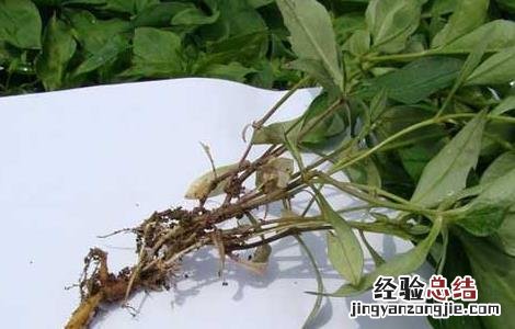 太子参的产地分布 太子参产区