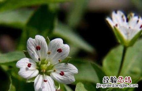 太子参的产地分布 太子参产区