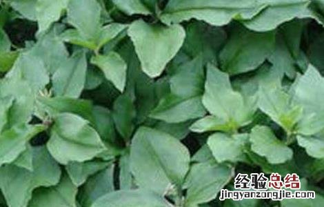 太子参病虫害防治技术 太子参的病虫害管理技术