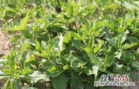 太子参病虫害防治技术 太子参的病虫害管理技术