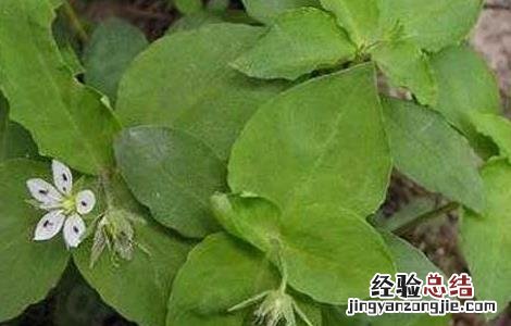 太子参病虫害防治技术 太子参的病虫害管理技术