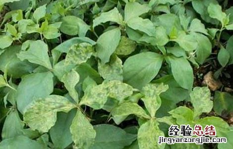 太子参病虫害防治技术 太子参的病虫害管理技术