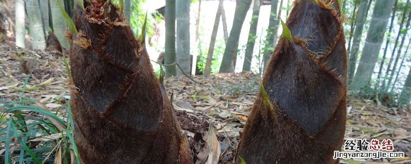 竹笋属于什么类 竹笋属于什么类植物