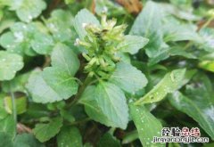风轮菜的功效与作用，风轮菜的禁忌有哪些