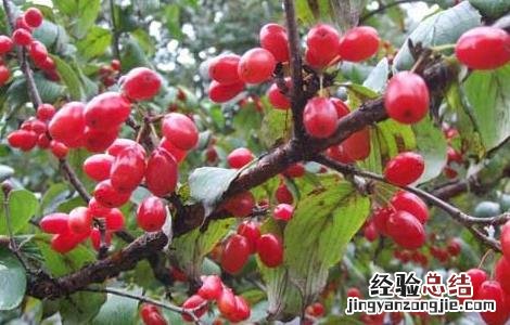 山茱萸的繁殖方法图片 山茱萸的繁殖方法