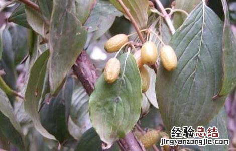山茱萸的繁殖方法图片 山茱萸的繁殖方法