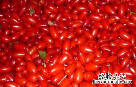 山茱萸的炮制方法及作用 山茱萸的炮制方法