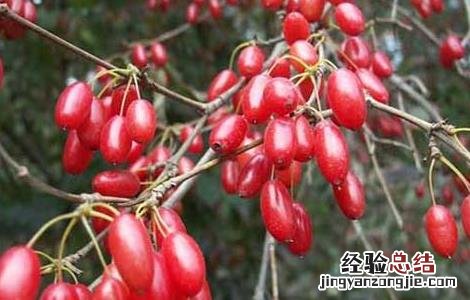 山茱萸的产地分布 山茱萸的主要产地