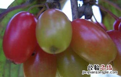 山茱萸的产地分布 山茱萸的主要产地