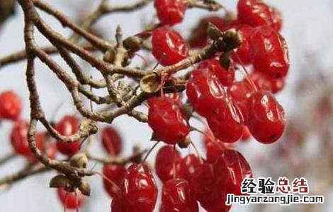 山茱萸的产地分布 山茱萸的主要产地