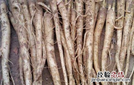 桔梗的种植前景如何 桔梗的种植前景