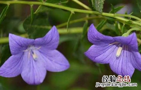 桔梗的种植前景如何 桔梗的种植前景