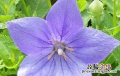 桔梗病虫害防治技术研究 桔梗病虫害防治技术