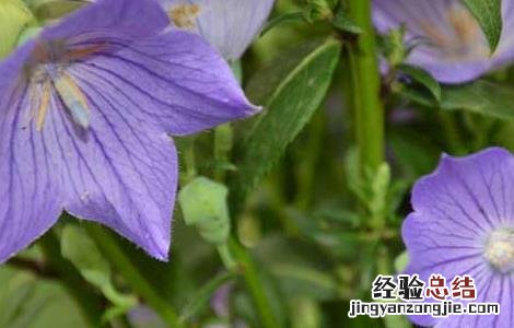桔梗病虫害防治技术研究 桔梗病虫害防治技术