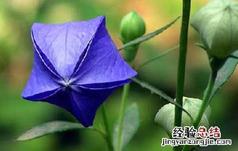 桔梗病虫害防治技术研究 桔梗病虫害防治技术