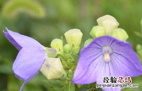 桔梗病虫害防治技术研究 桔梗病虫害防治技术