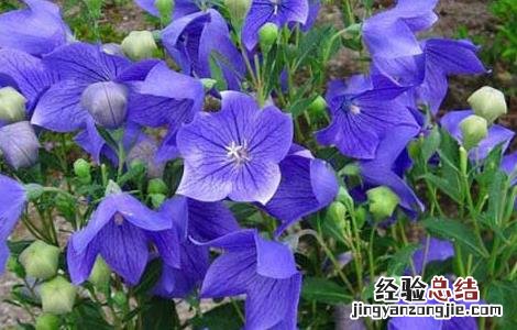 桔梗病虫害防治技术研究 桔梗病虫害防治技术